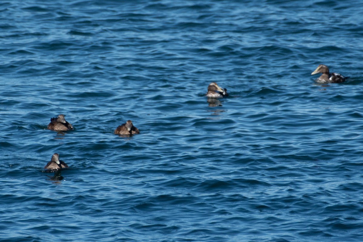 Common Eider - ML642169312
