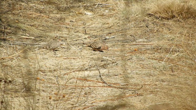 Bare-faced Ground Dove - ML642169316