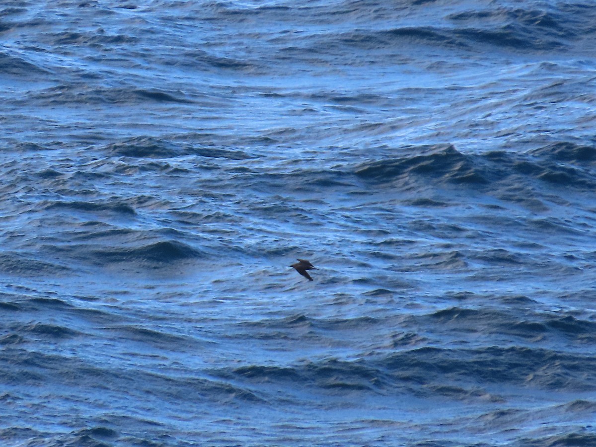 Parasitic Jaeger - ML642169327