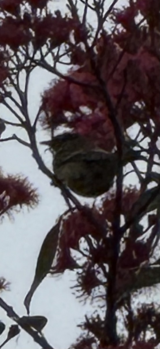 Blackpoll Warbler - ML642169328