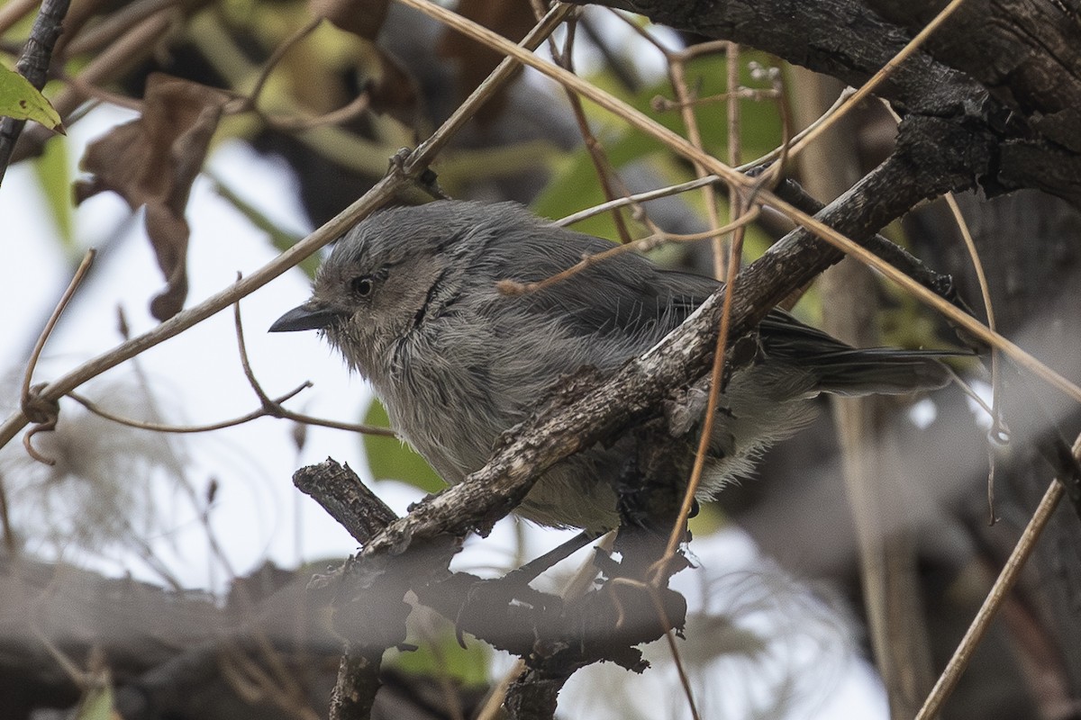 Bushtit - ML642169336