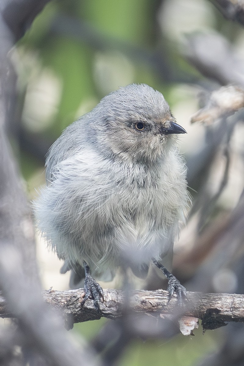 Bushtit - ML642169337