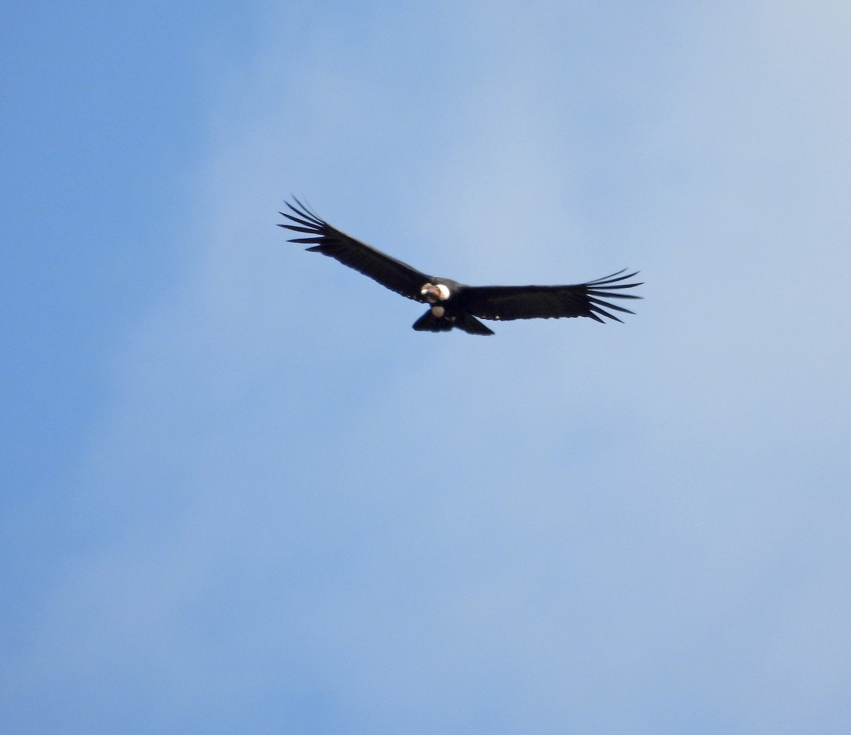Andean Condor - ML642169338