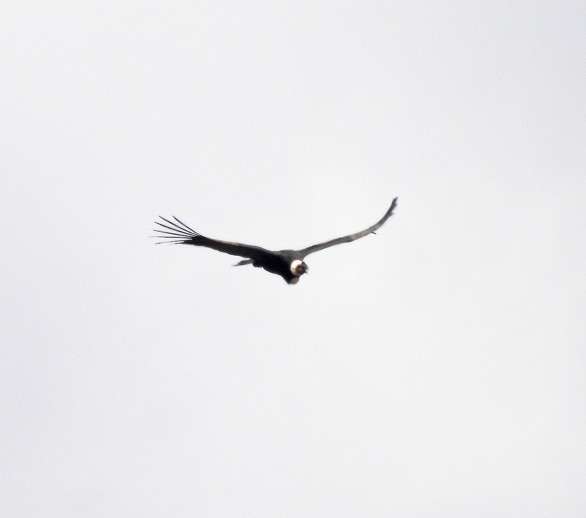 Andean Condor - ML642169339