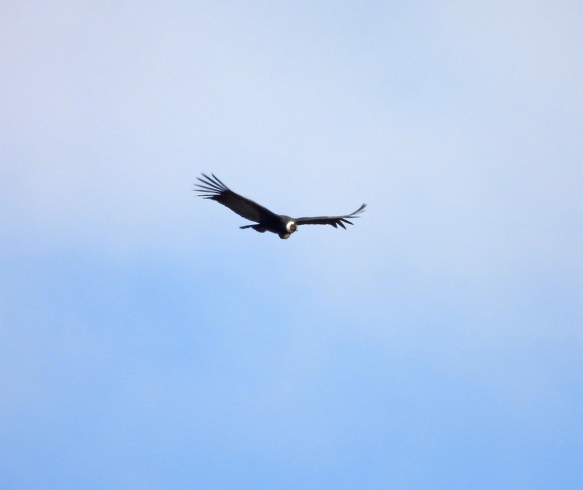 Andean Condor - ML642169340