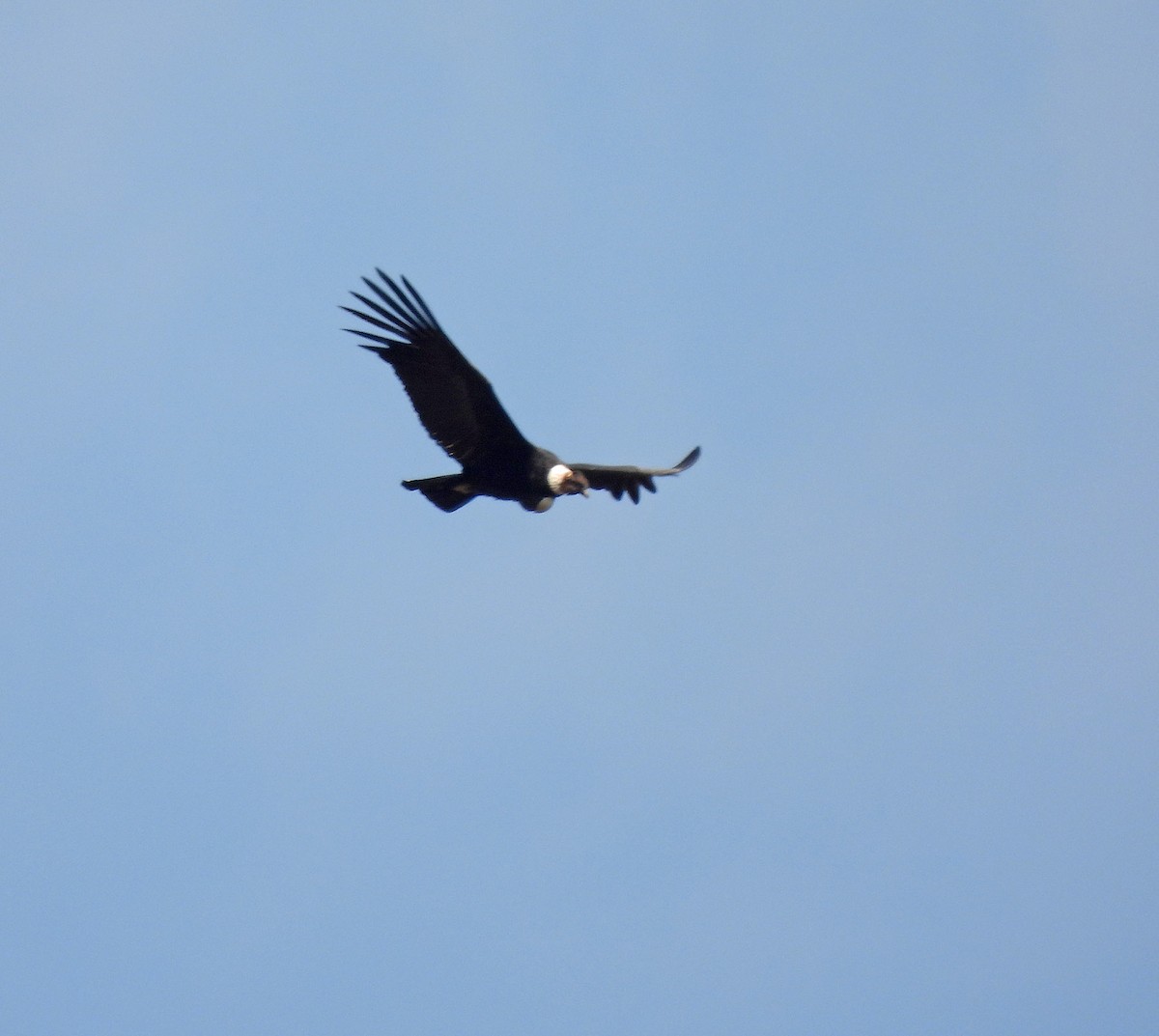 Andean Condor - ML642169341