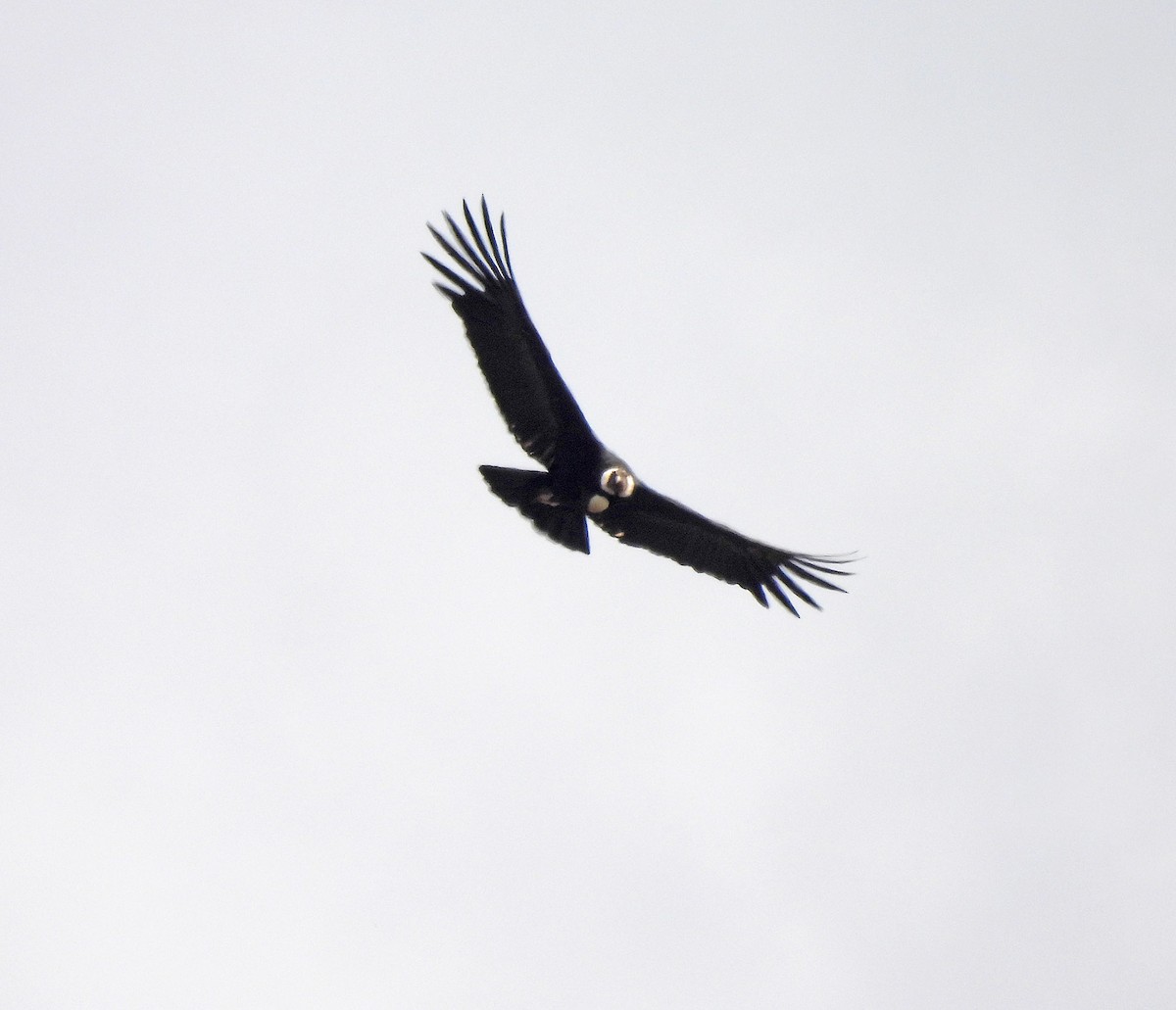 Andean Condor - ML642169342