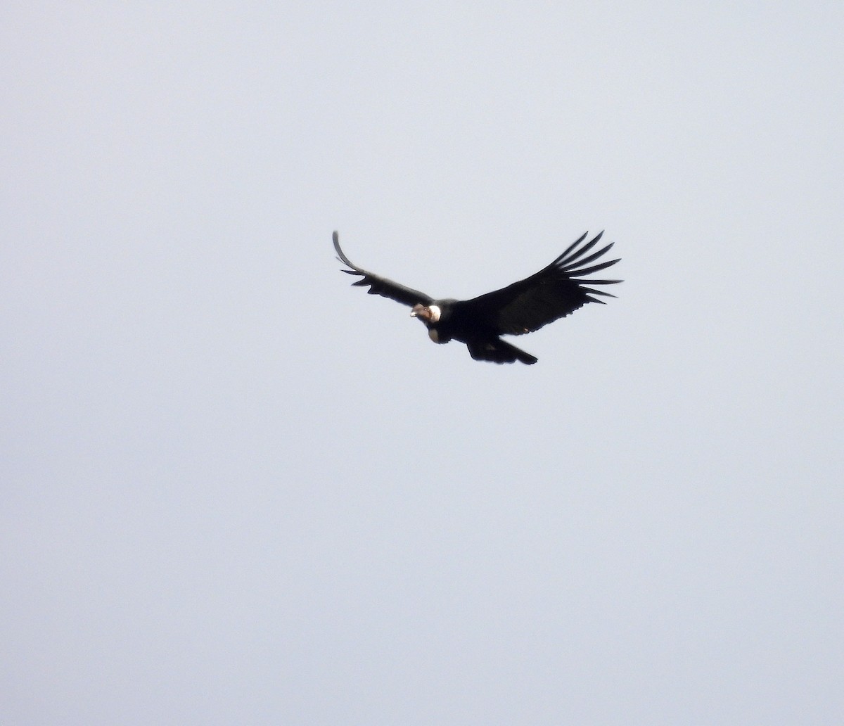 Andean Condor - ML642169343