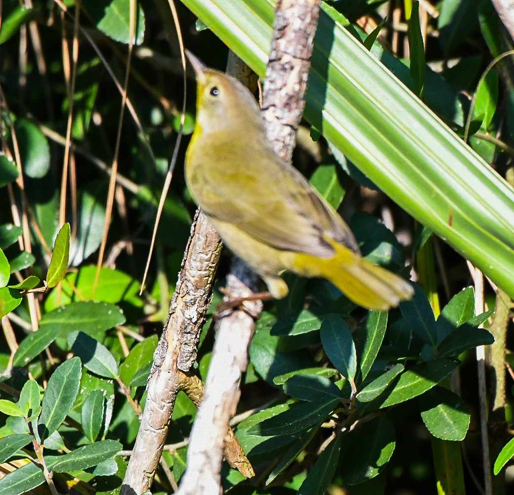 Common Yellowthroat - ML642169344