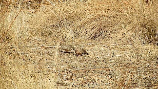 Bare-faced Ground Dove - ML642169345