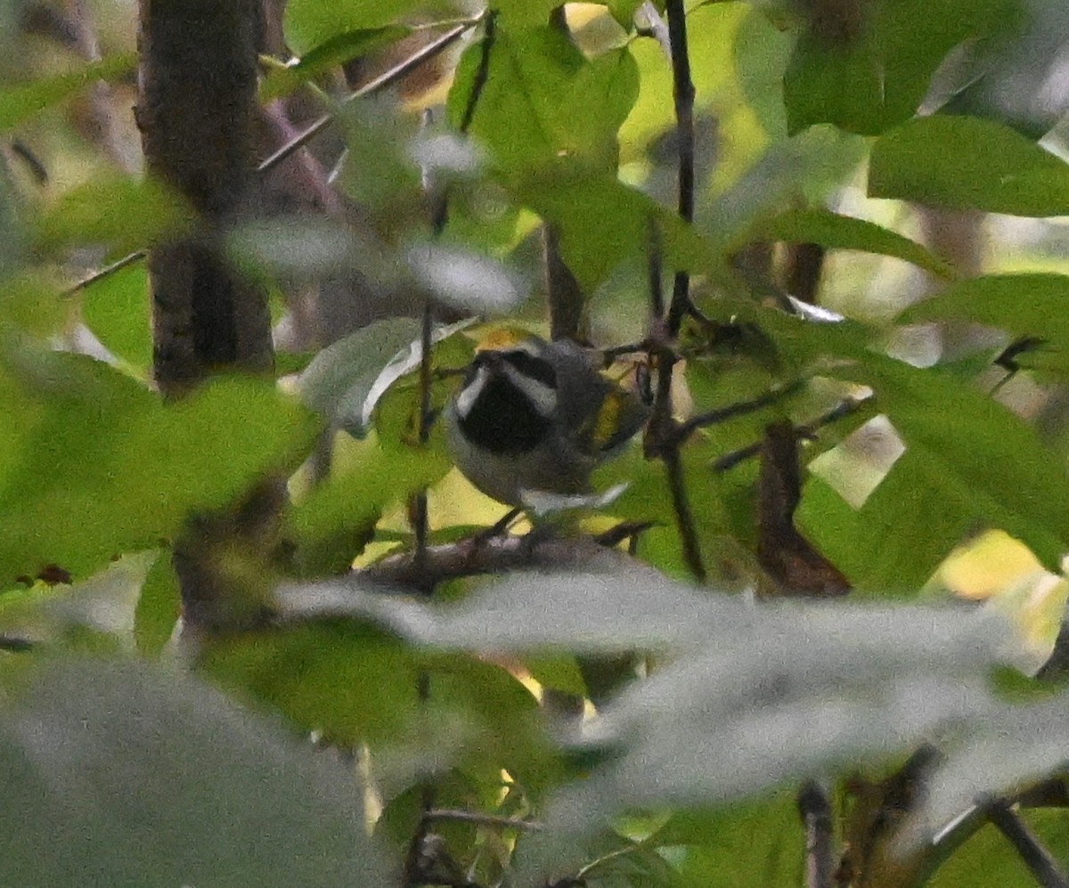 Golden-winged Warbler - ML642169347
