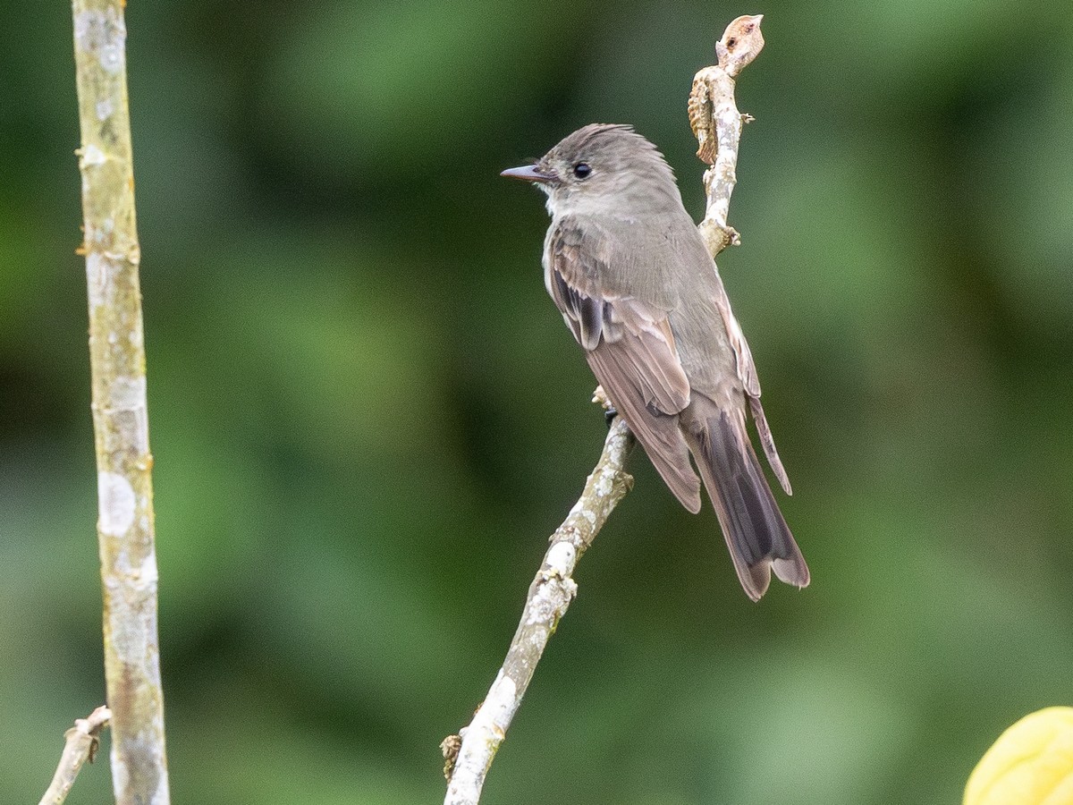 Western Wood-Pewee - ML642169348