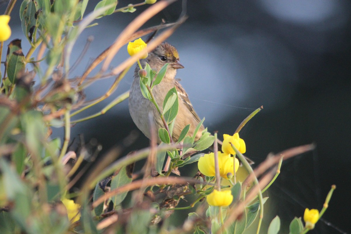 Golden-crowned Sparrow - ML642169356