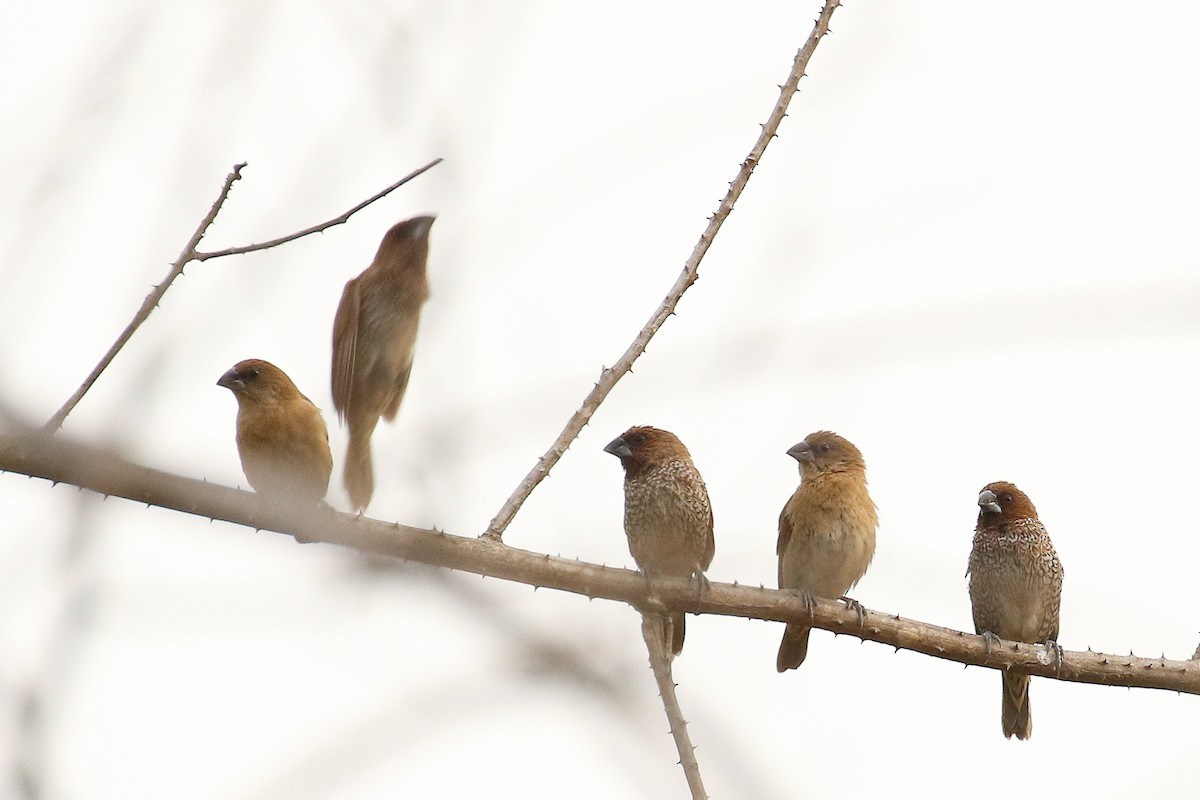 Munia pettosquamato - ML642169357