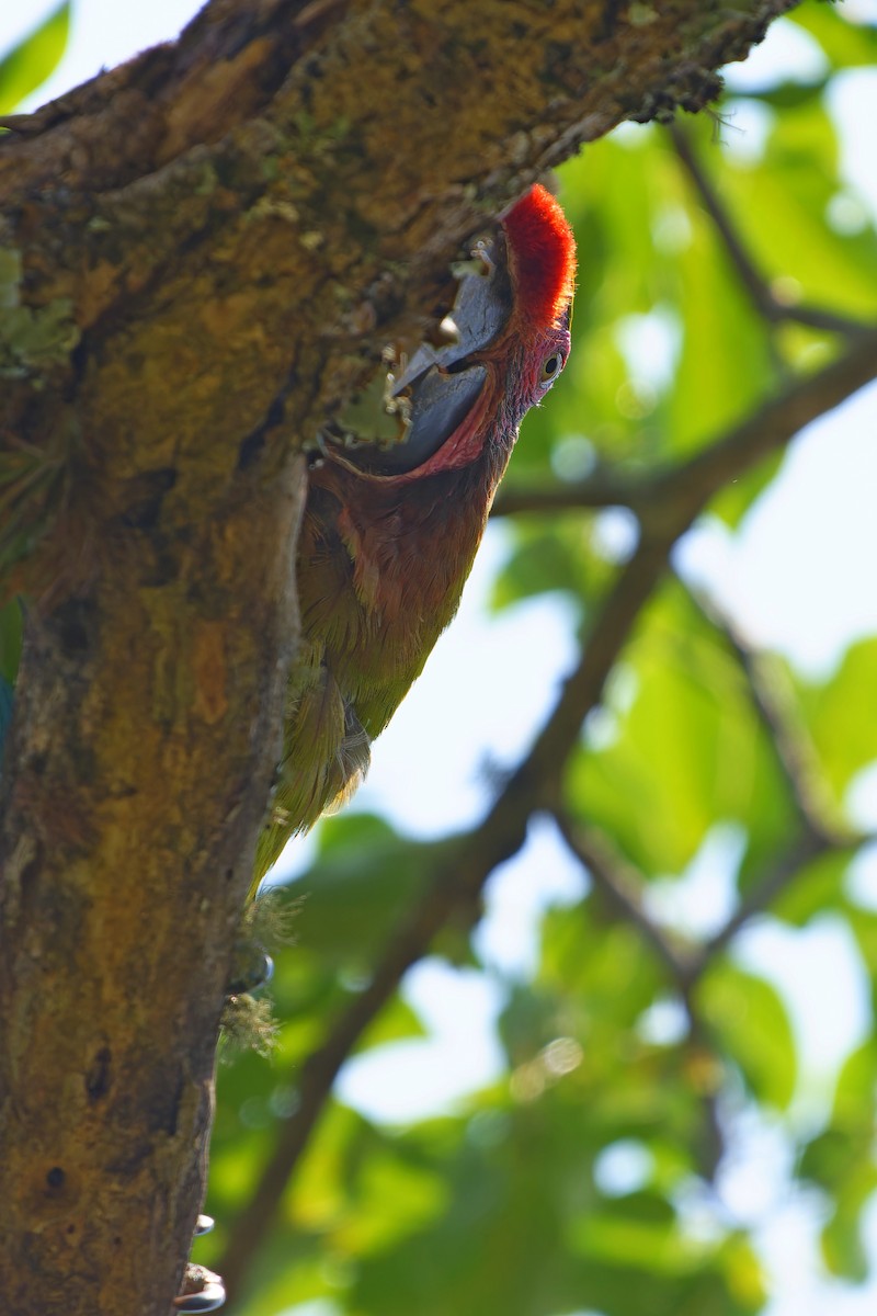 Military Macaw - ML642169359