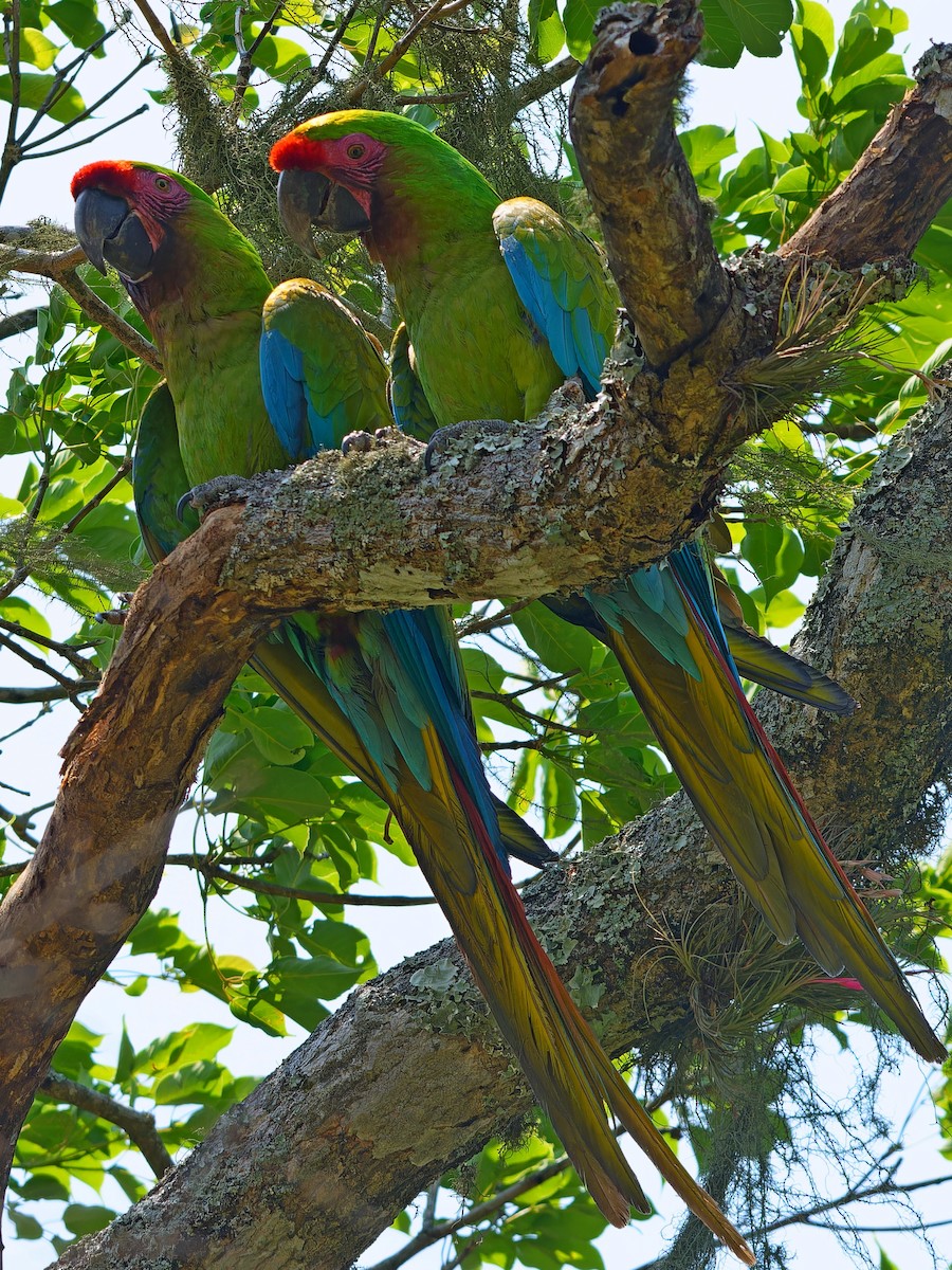 Military Macaw - ML642169360