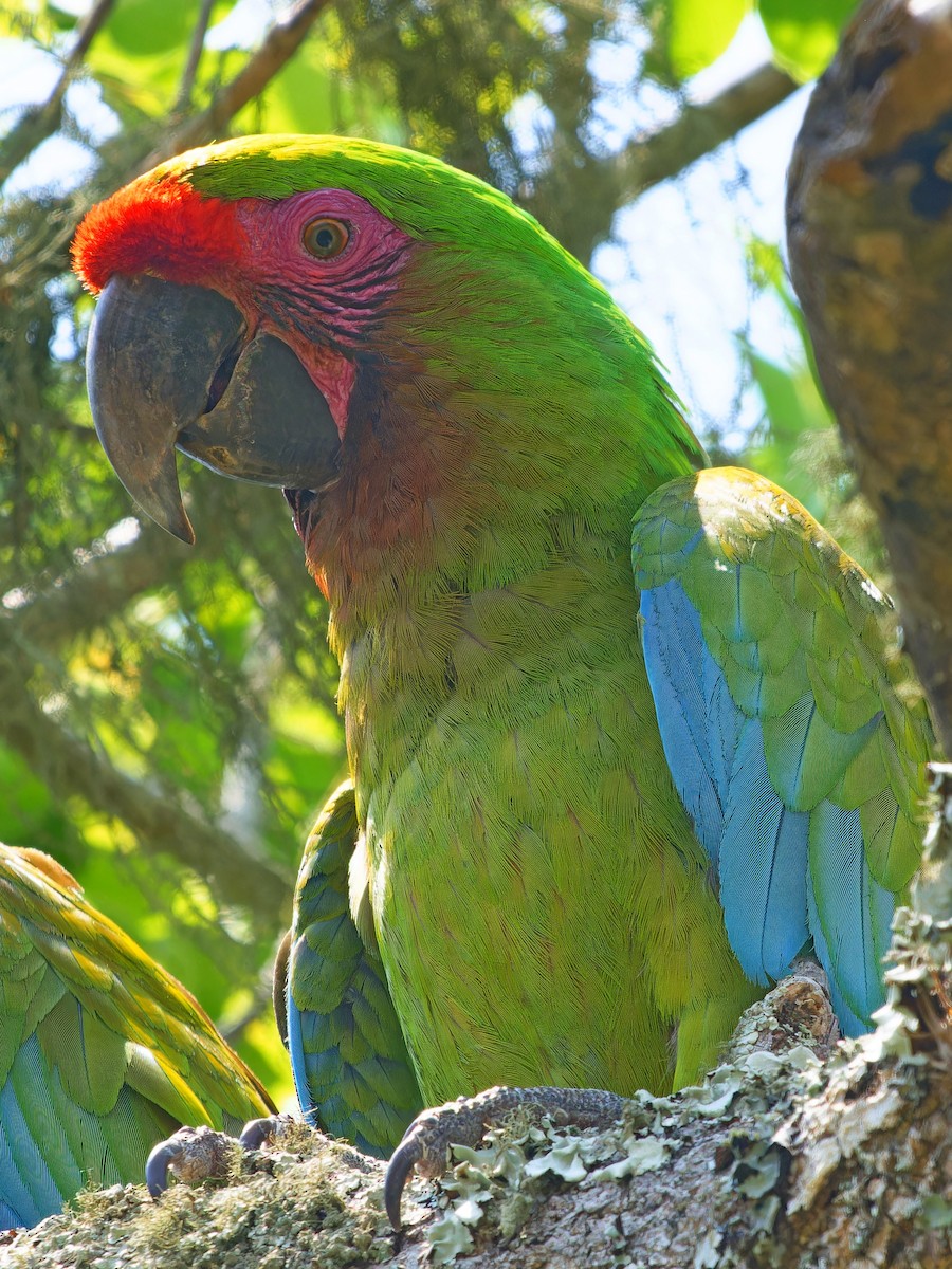 Military Macaw - ML642169361