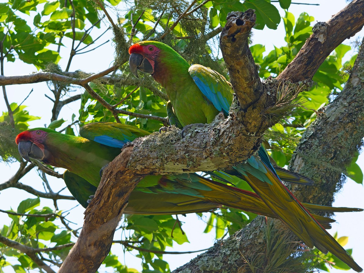 Military Macaw - ML642169362