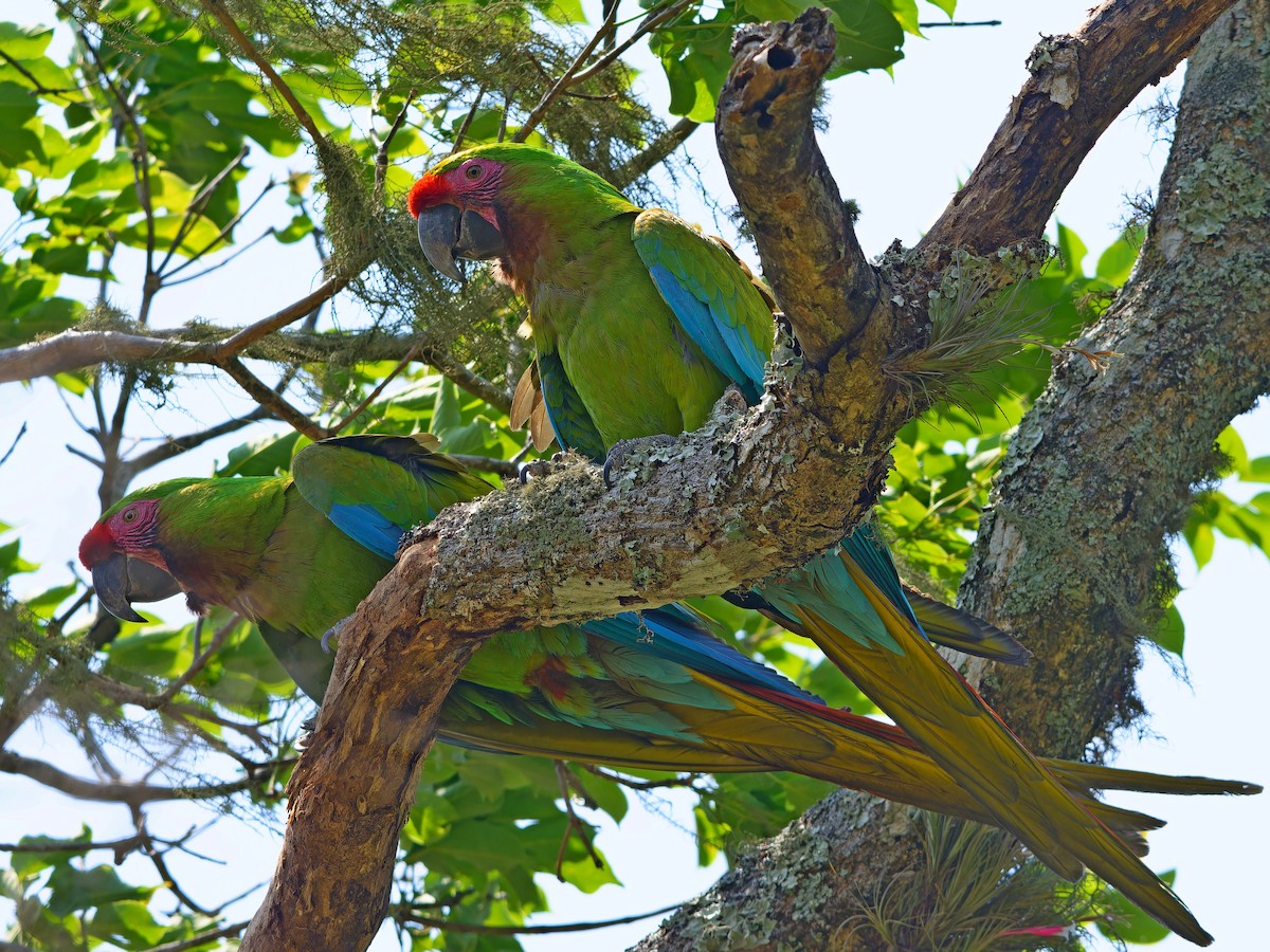 Military Macaw - ML642169363