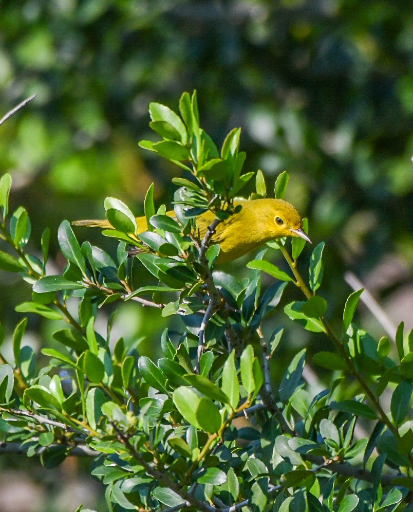 Yellow Warbler - ML642169366