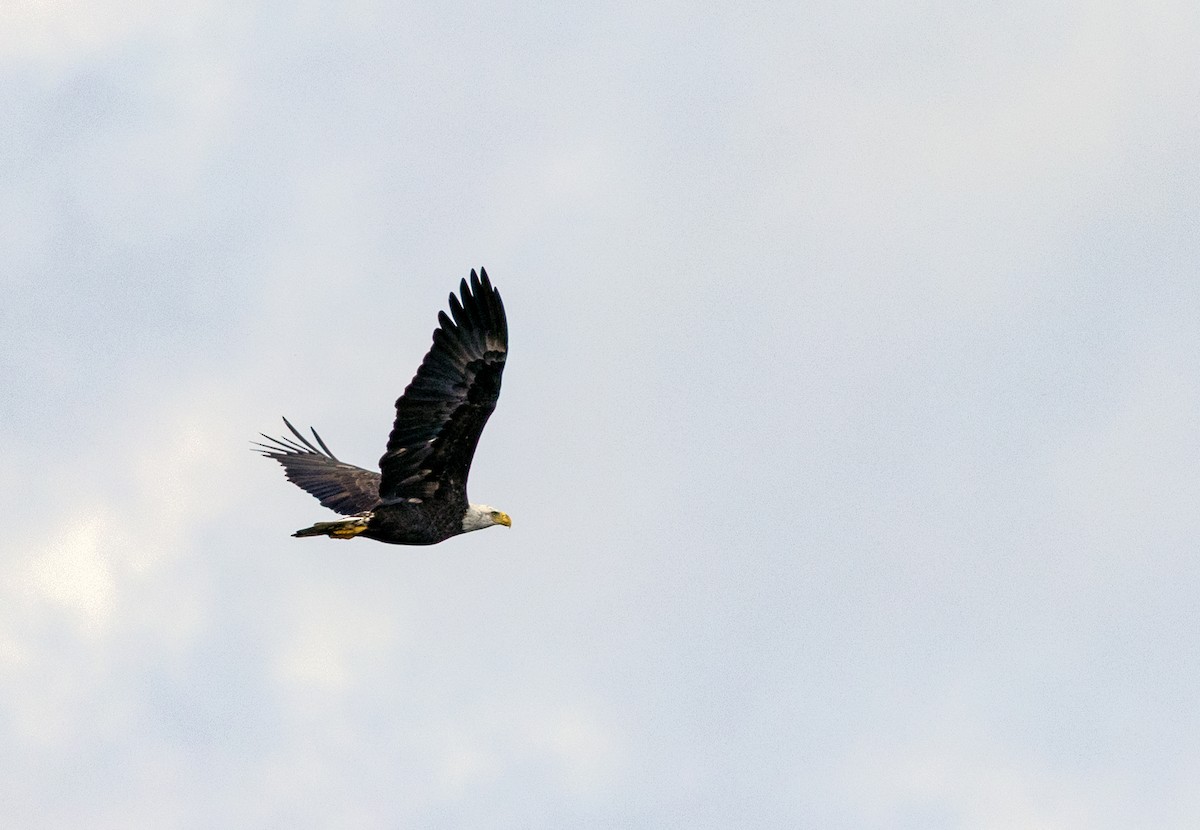 Bald Eagle - ML642169367