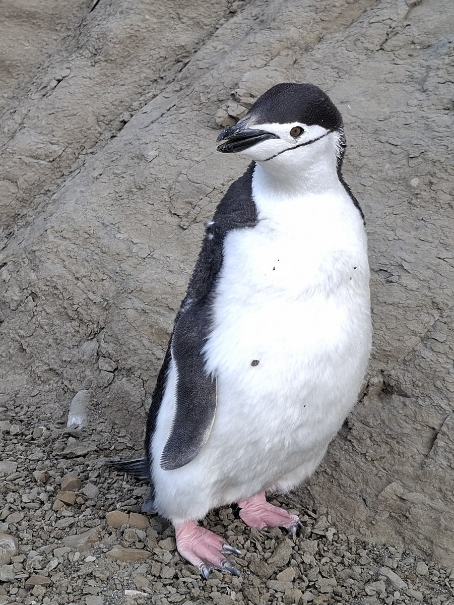 Chinstrap Penguin - ML642169372