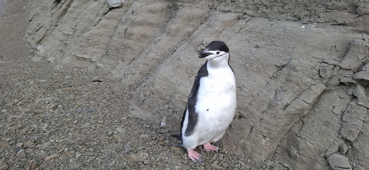 Chinstrap Penguin - ML642169374
