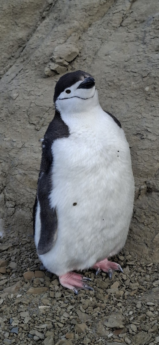 Chinstrap Penguin - ML642169375