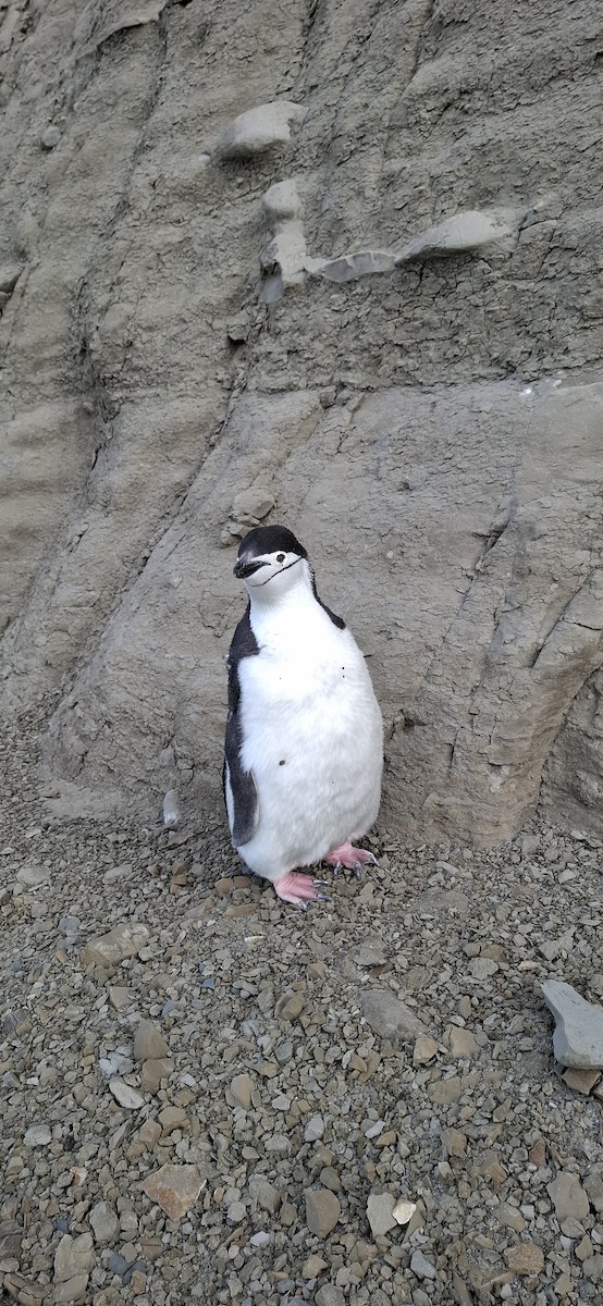 Chinstrap Penguin - ML642169376