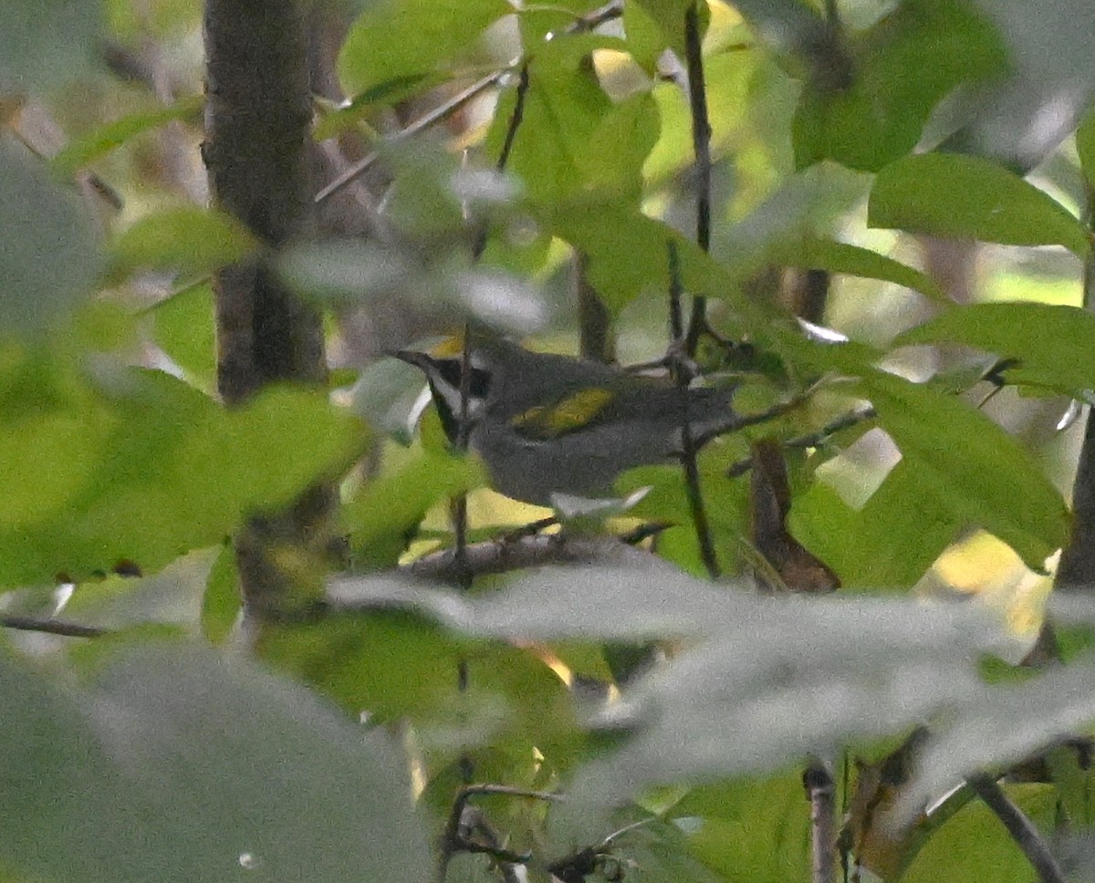 Golden-winged Warbler - ML642169377