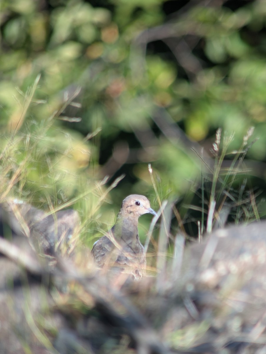 Mourning Dove - ML642169378