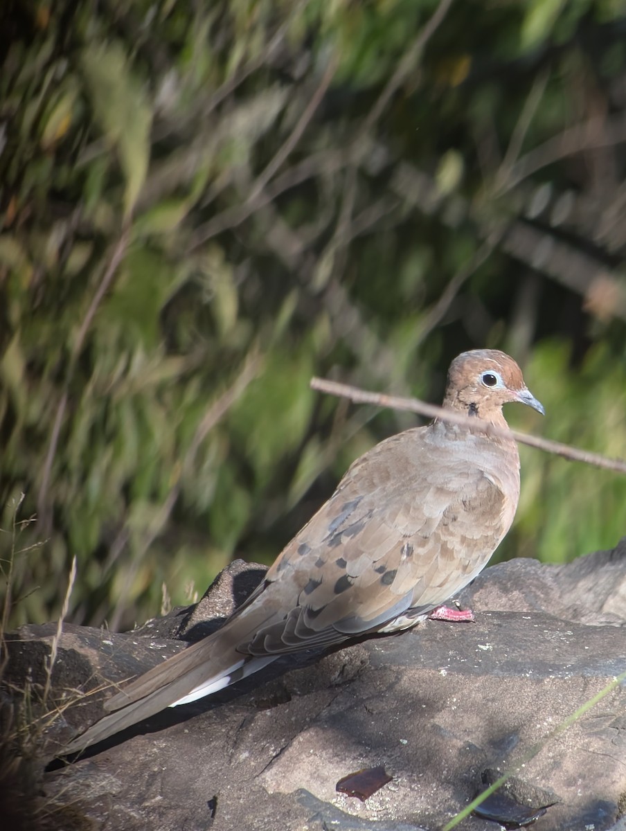 Mourning Dove - ML642169379