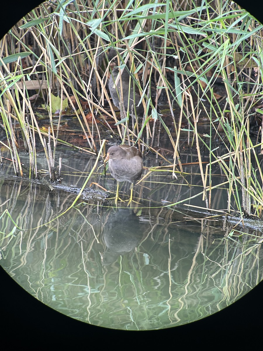 Gallinule poule-d'eau - ML642169387