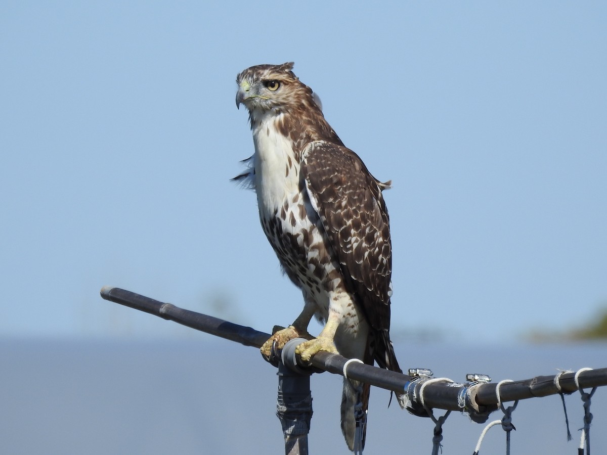 káně rudochvostá - ML642169394