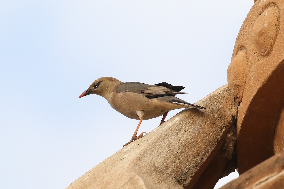 Burmese Myna - ML642169437