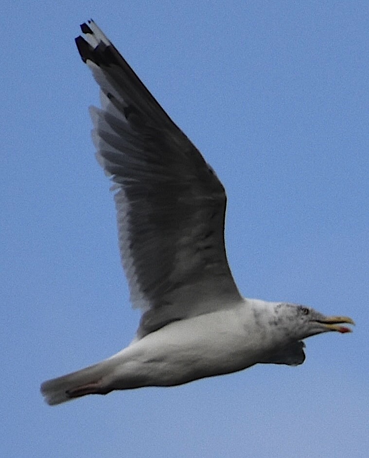 American Herring Gull - ML642169438