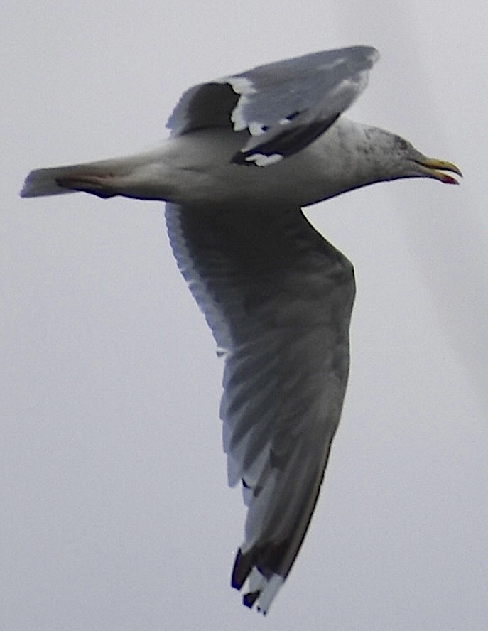 American Herring Gull - ML642169450