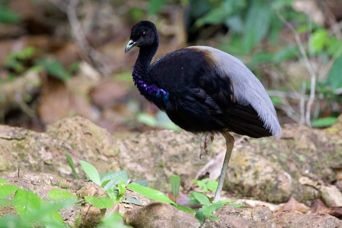 Gray-winged Trumpeter - ML642169454