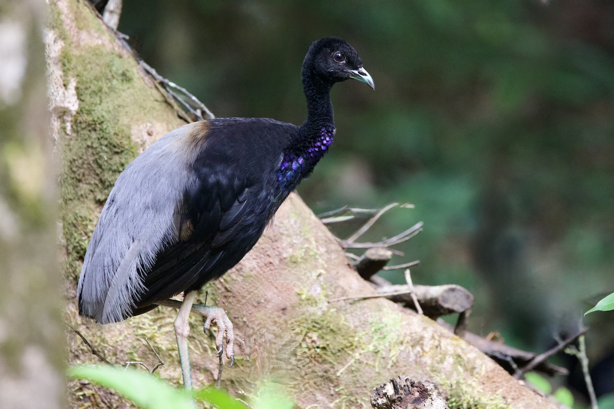 Gray-winged Trumpeter - ML642169456