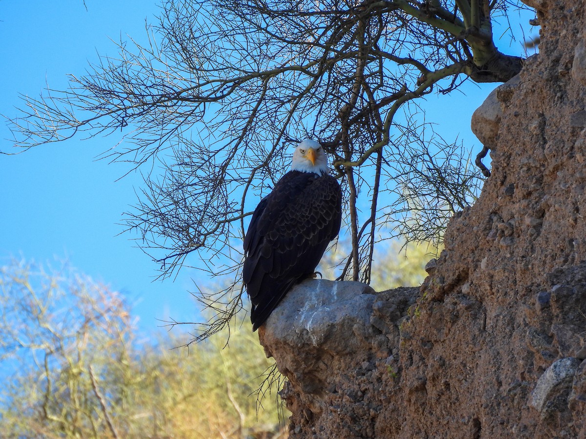 Bald Eagle - ML642169462