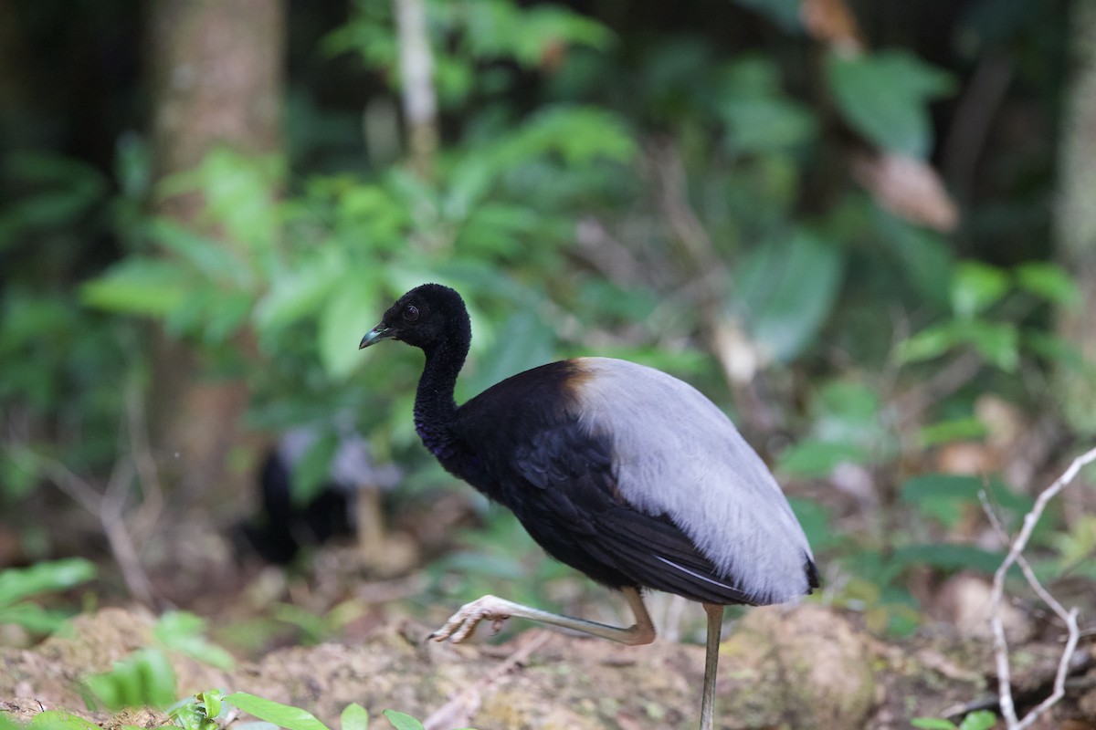 Gray-winged Trumpeter - ML642169468
