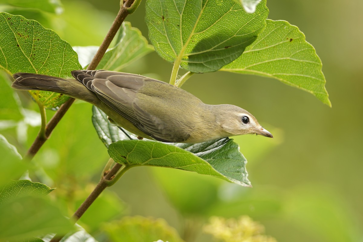 Philadelphia/Warbling Vireo - ML642169470
