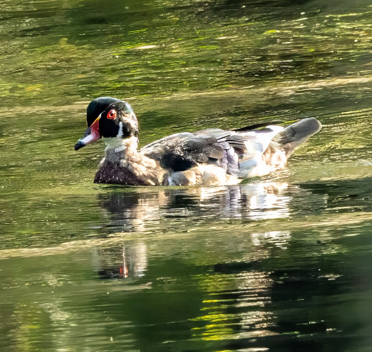 Wood Duck - ML642169475