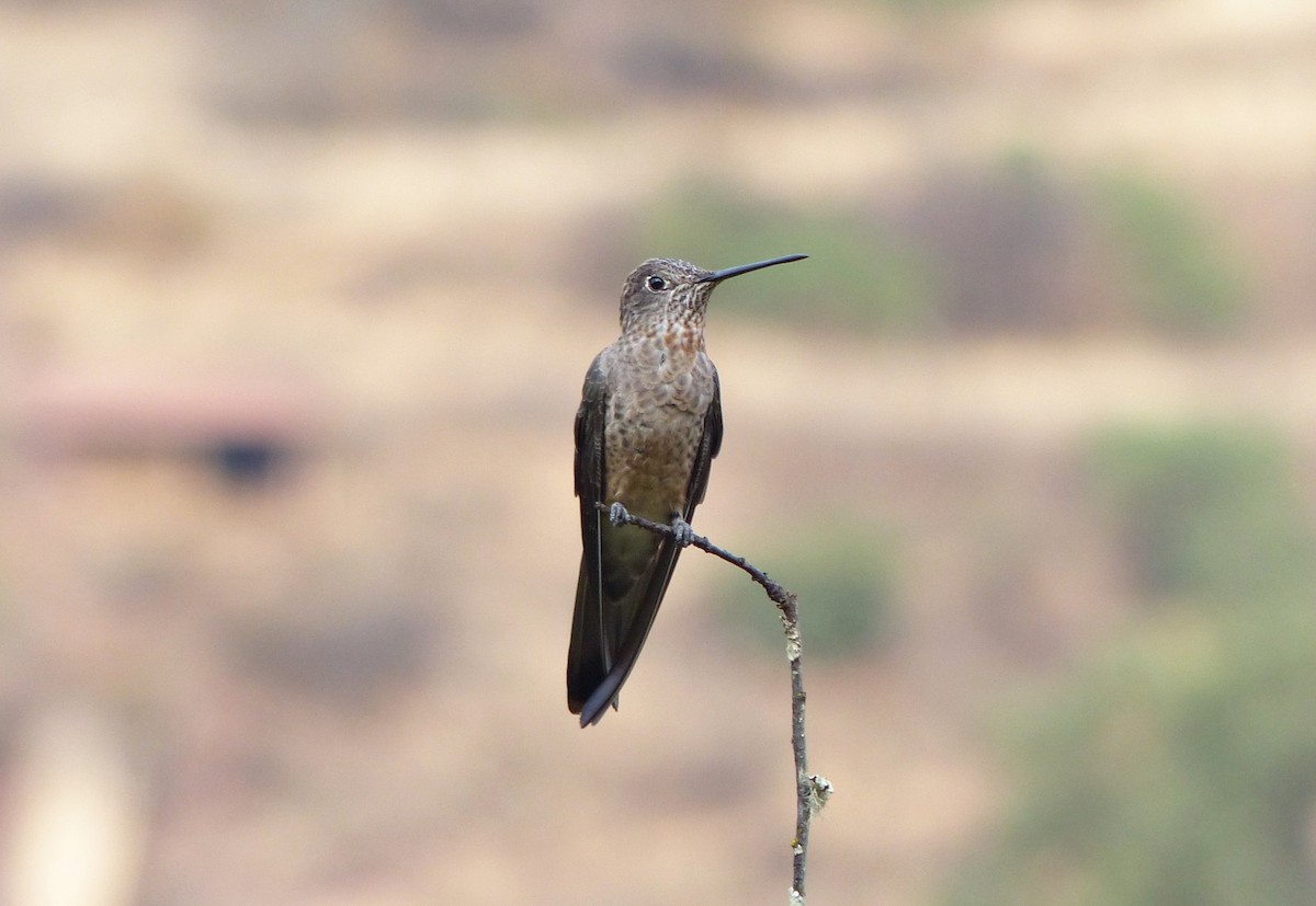 Giant Hummingbird - ML642169477