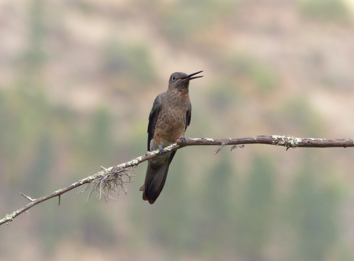 Giant Hummingbird - ML642169478