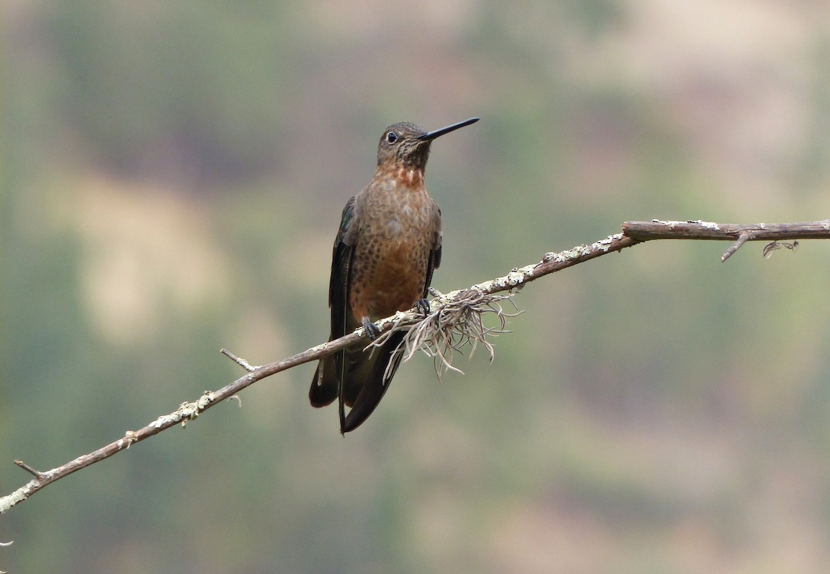 Giant Hummingbird - ML642169480