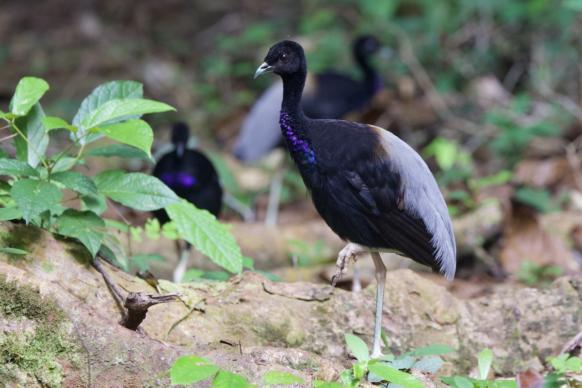 Gray-winged Trumpeter - ML642169487