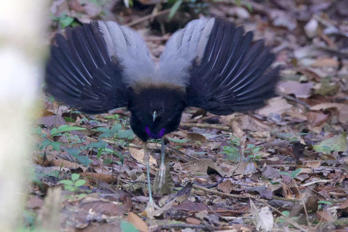Gray-winged Trumpeter - ML642169488