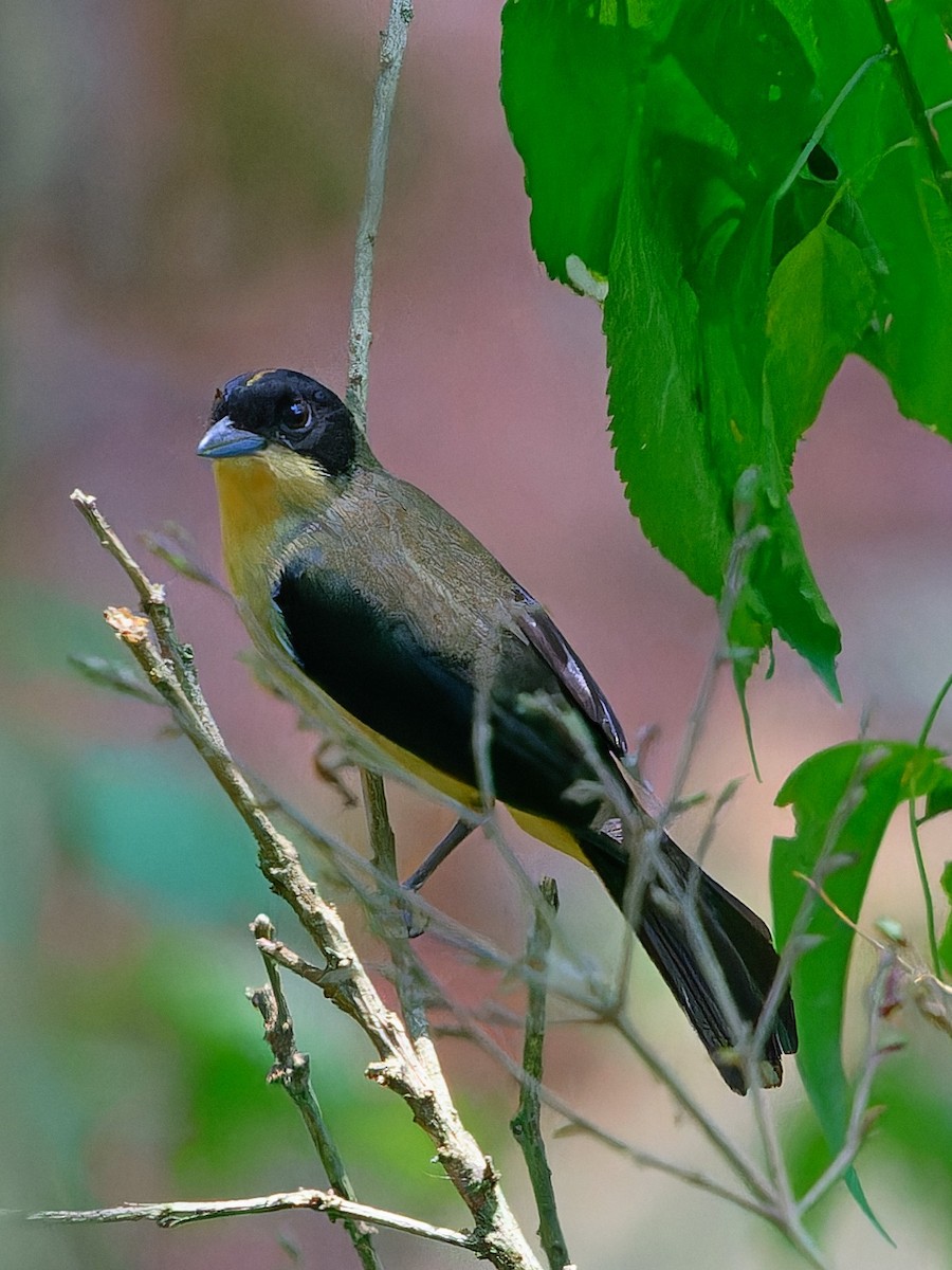 Black-goggled Tanager - ML642169497