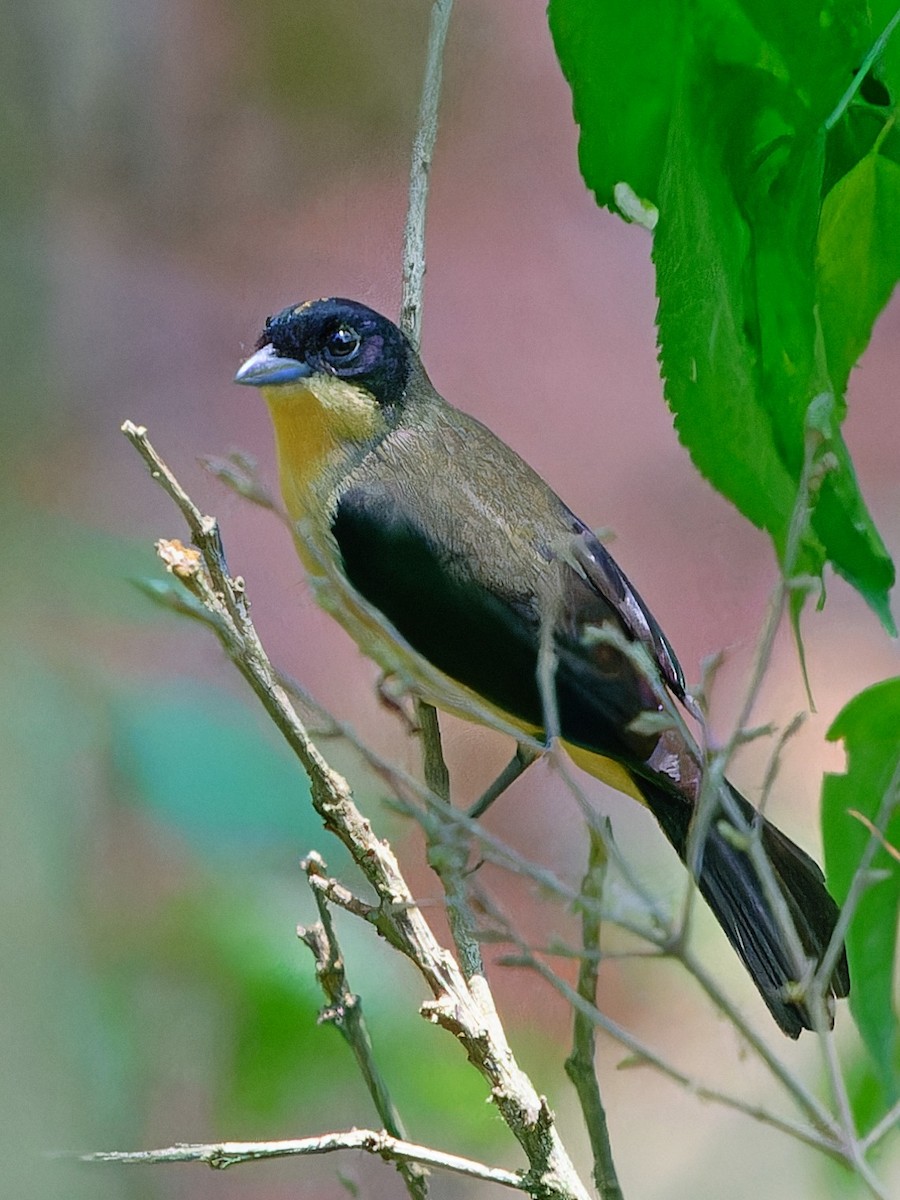 Black-goggled Tanager - ML642169498